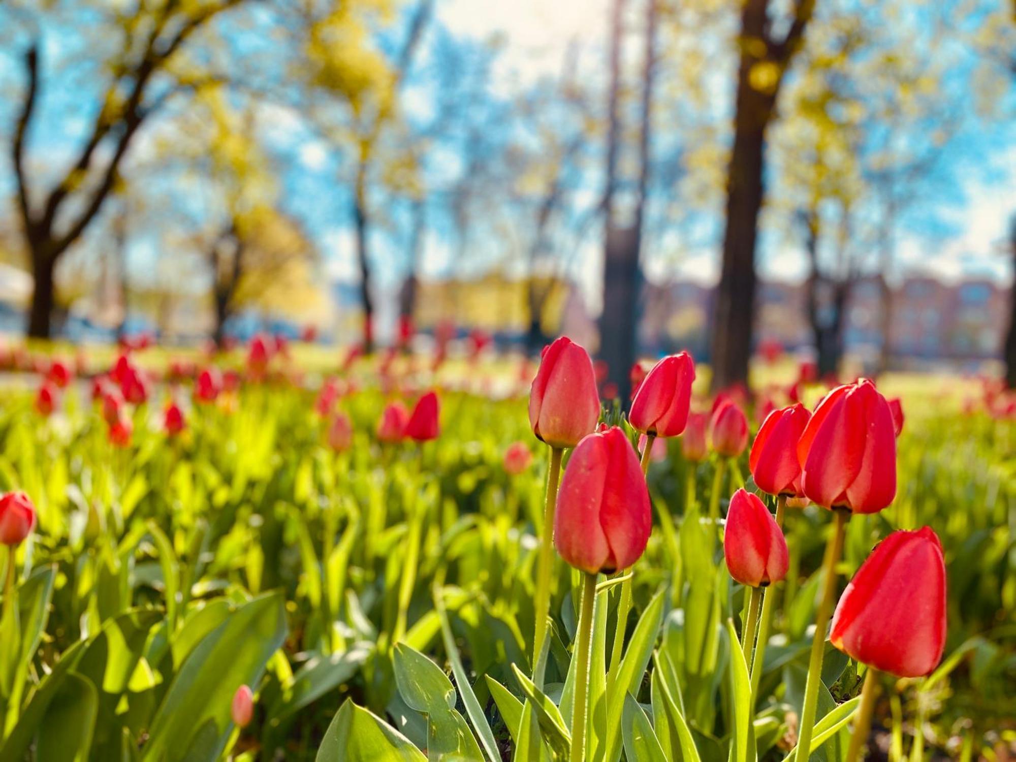 Schoene Aussichten Mitten In Berlin - Il Sole 외부 사진