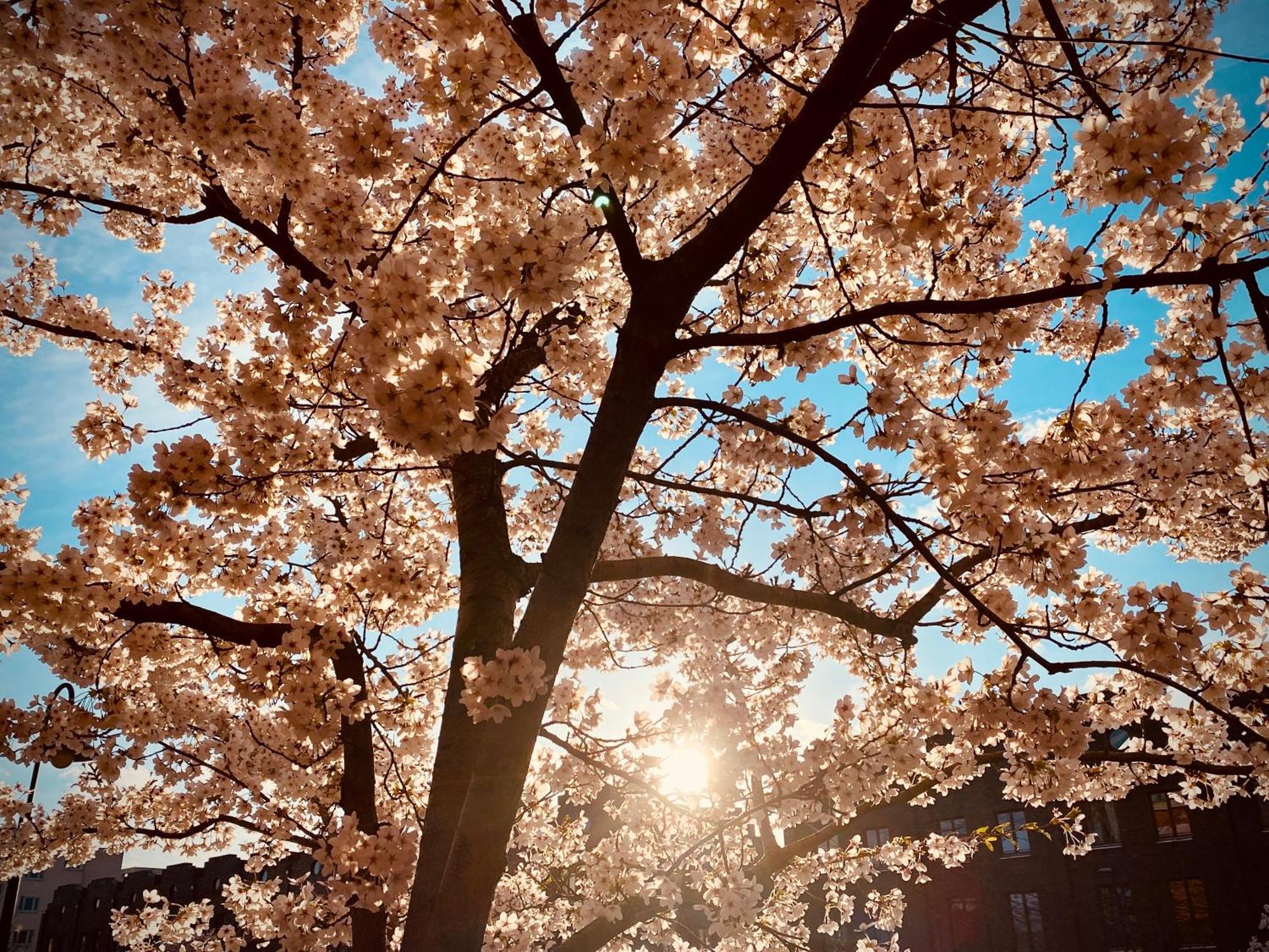 Schoene Aussichten Mitten In Berlin - Il Sole 외부 사진